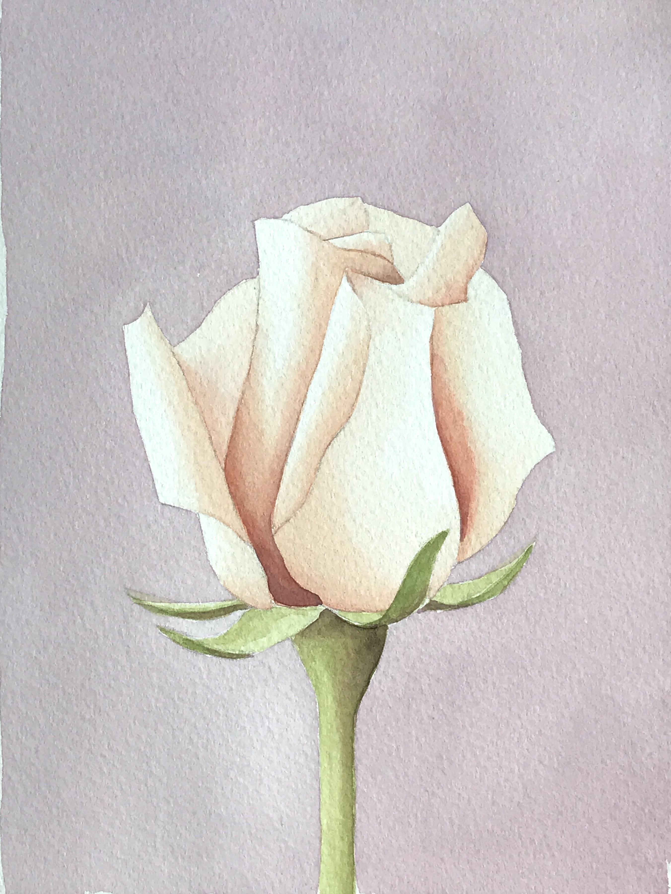 Aquarell (Lea Joos): Rose