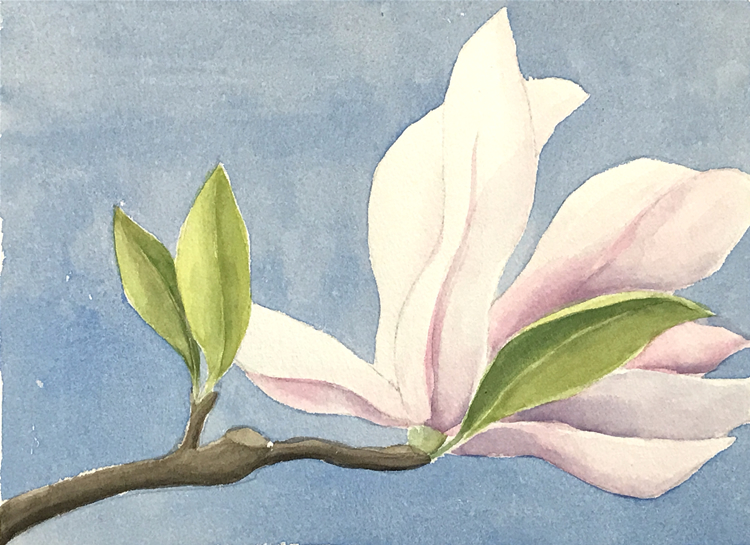 Aquarell (Lea Joos): Magnolie