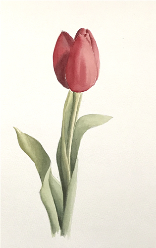 Aquarell (Lea Joos): Tulpen